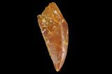 Serrated, Raptor Tooth - Real Dinosaur Tooth #176213-1